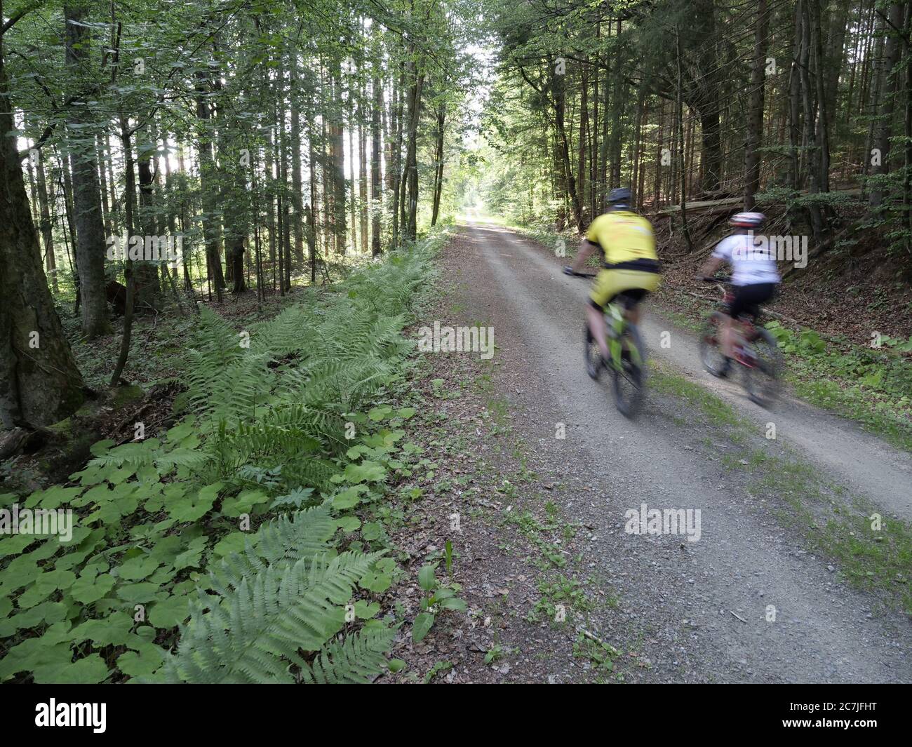 Cycliste, Großer Filz / Klosterfilz, Parc National, Bavarois forêt, Bavière, Allemagne Banque D'Images