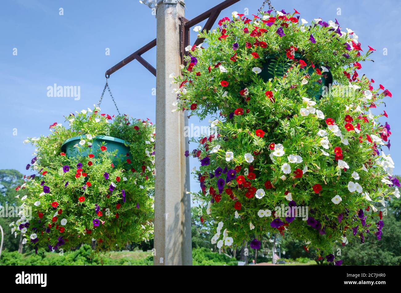 Les pétunias fleurissent dans des pots suspendus à la jetée municipale de Fairhope, le 11 juillet 2020, à Fairhope, Alabama. Banque D'Images