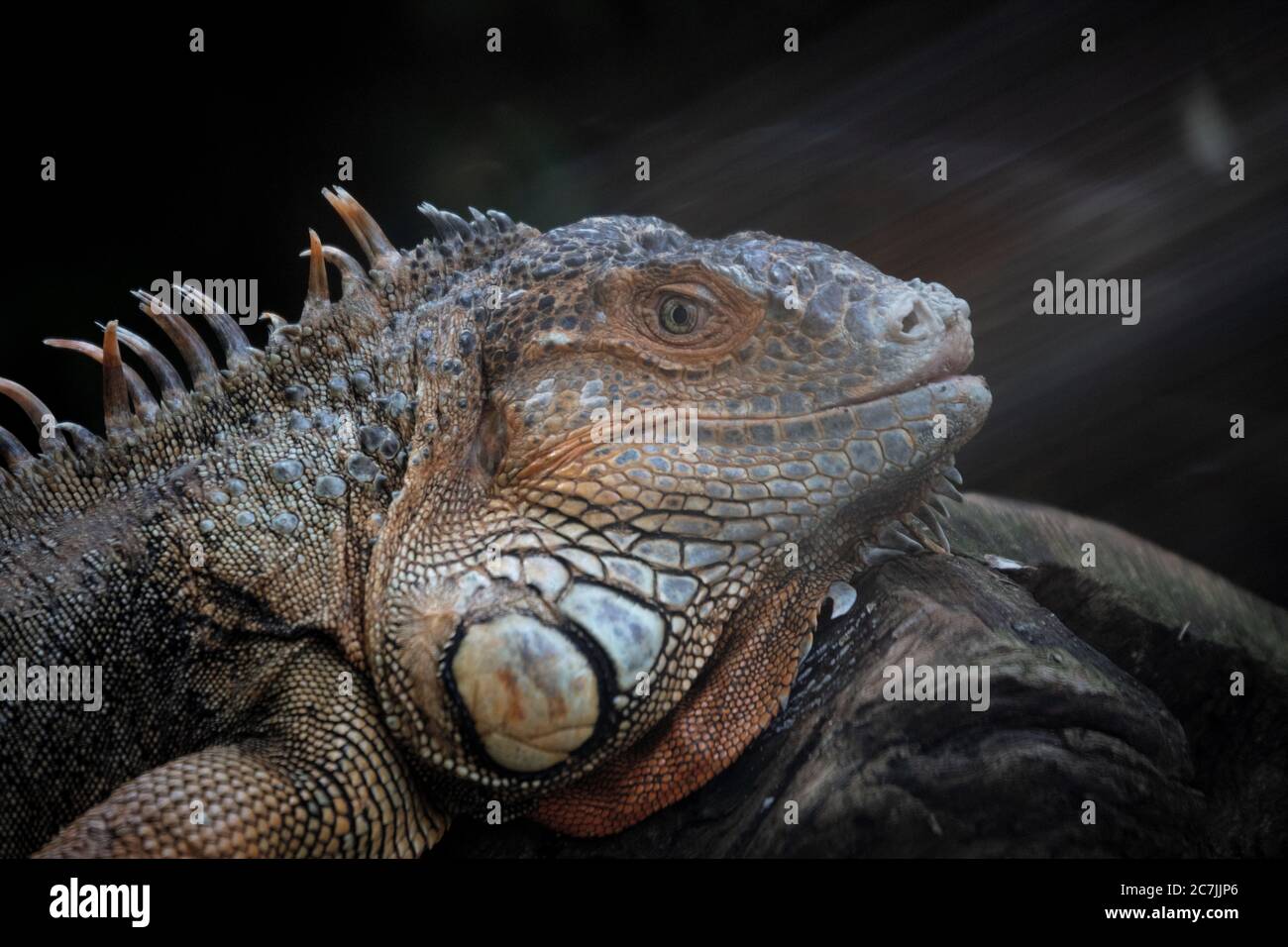 Iguana vert (Iguana iguana) près d'un lac vu dans la région amazonienne Banque D'Images