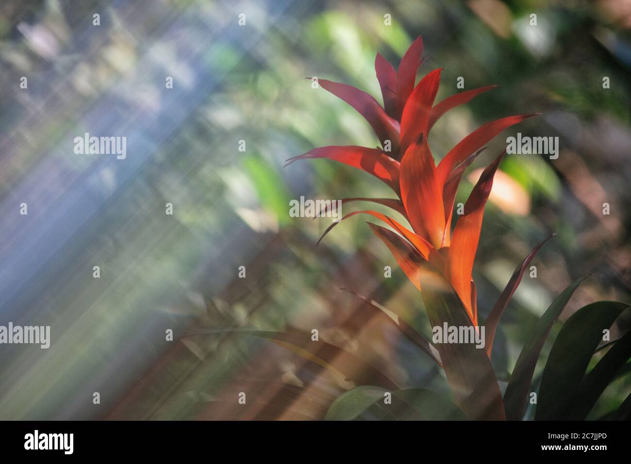 Rayons de lumière sur certaines plantes du bassin amazonien, Manaus, Brésil Banque D'Images