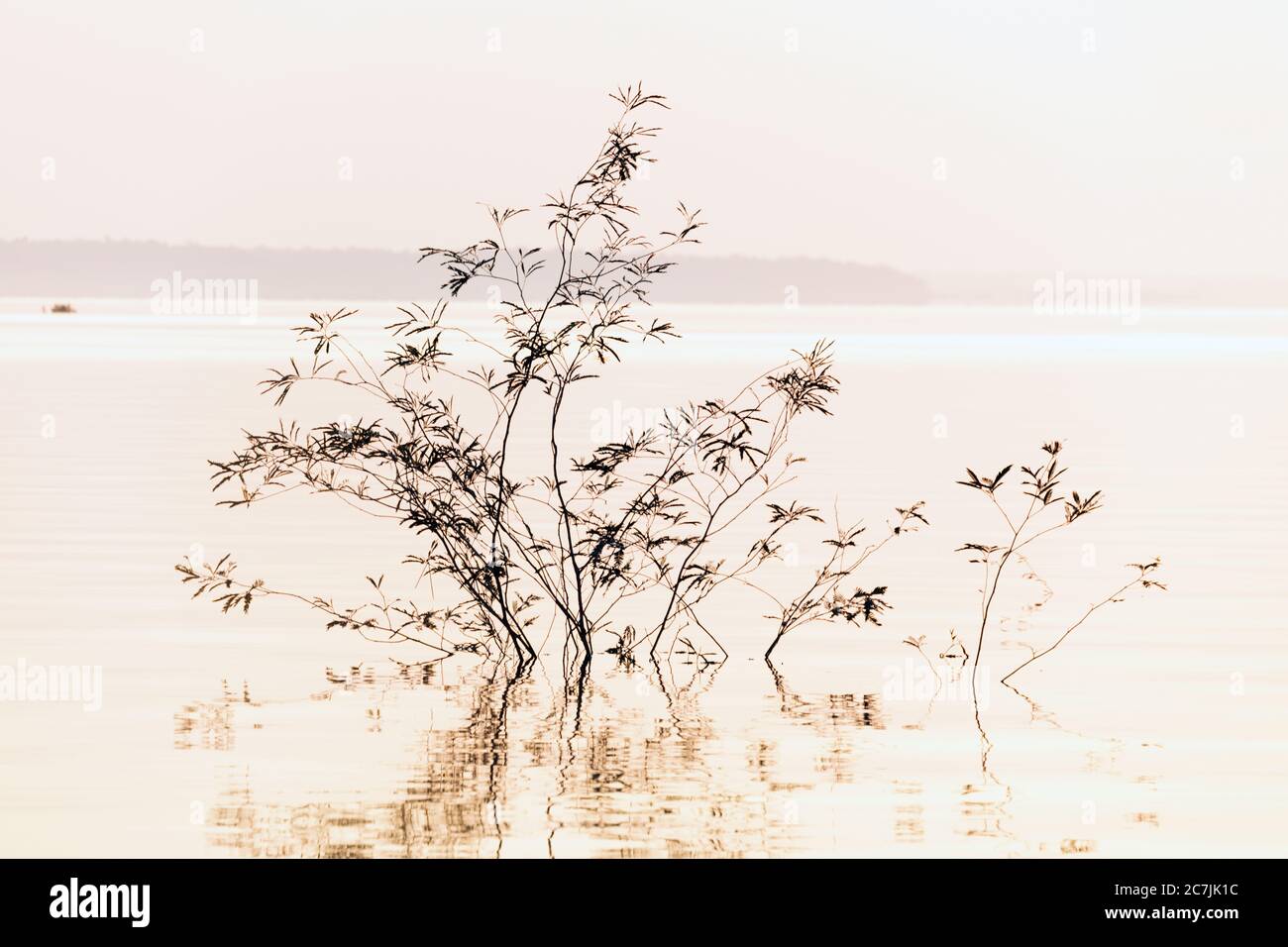 Réflexion dans l'eau du bassin amazonien, Manaus, Brésil Banque D'Images