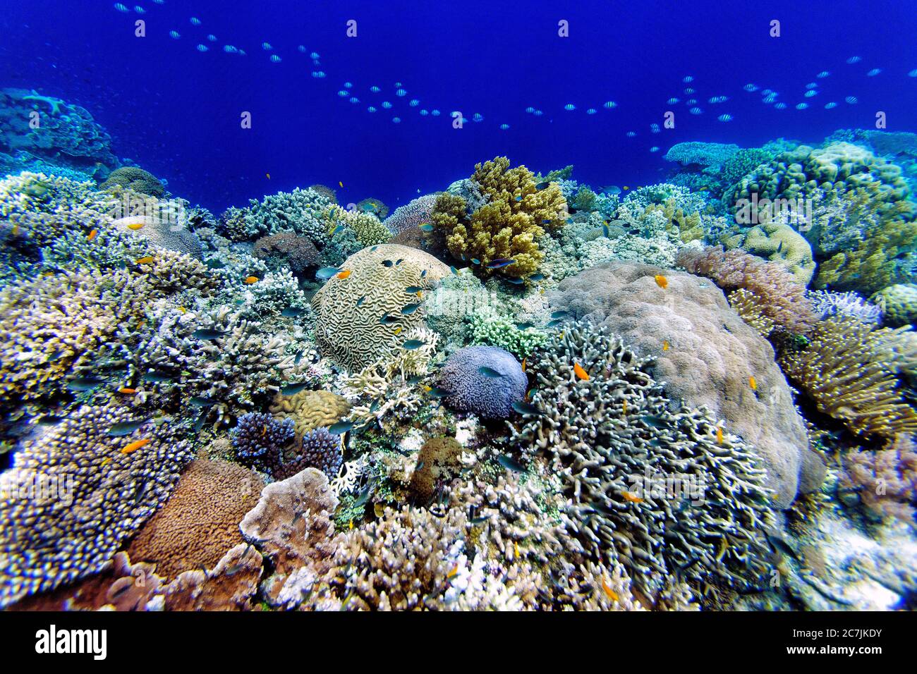 Philippines, Balicasag Island, Pangalo Reef, poissons nagent au milieu du récif sous-marin à Split image Banque D'Images