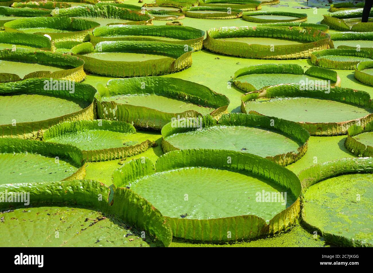 Santa Cruz Waterlily dans l'étang. Banque D'Images