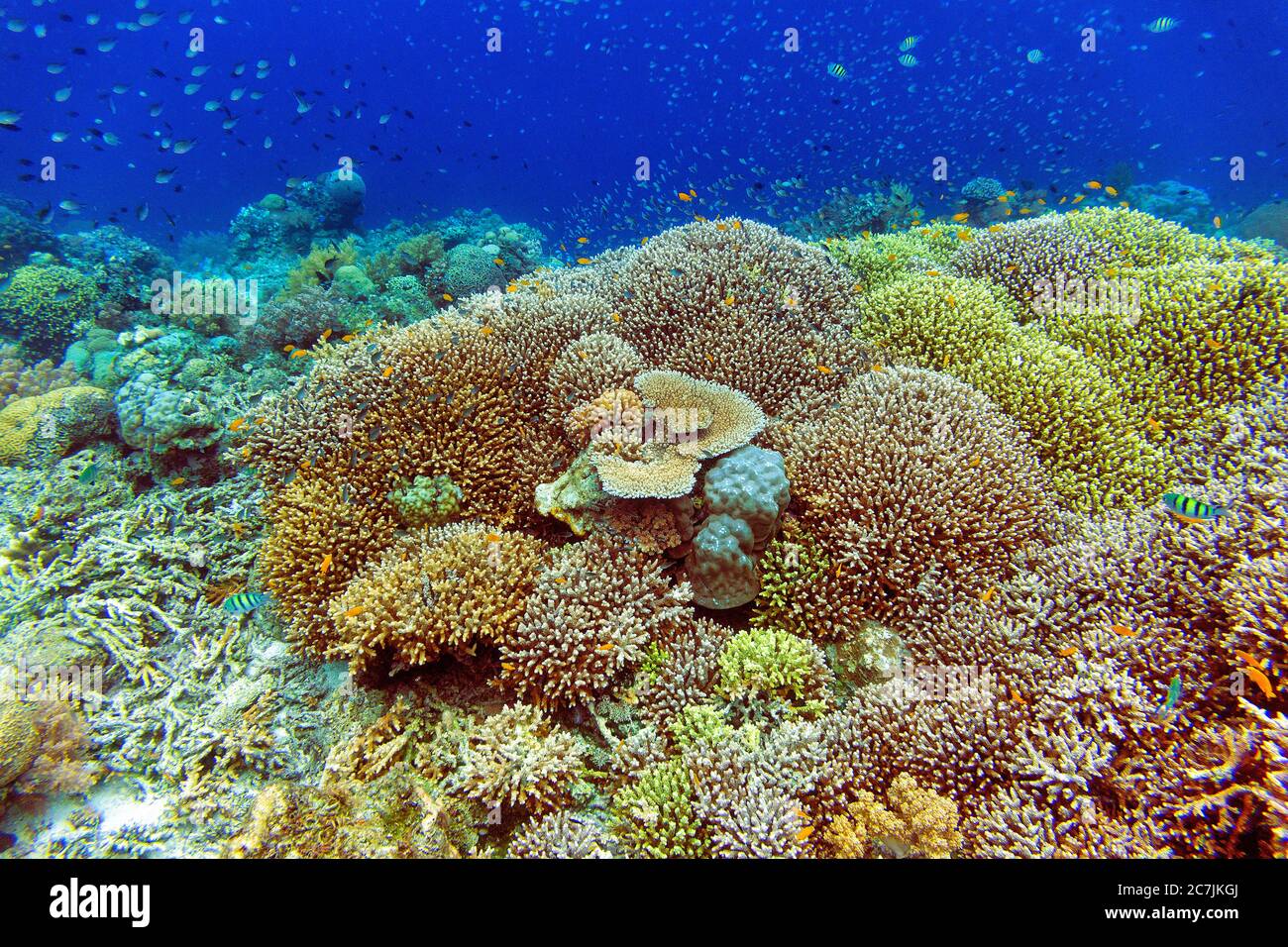 Philippines, île de Balicasag, récif de Pangalo Banque D'Images