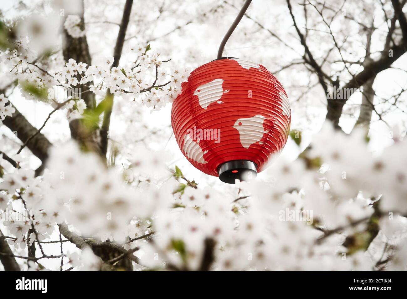 Lanternes rouges et cerisiers en fleurs au festival Hanami ou au festival des cerisiers en fleurs au Japon. Banque D'Images