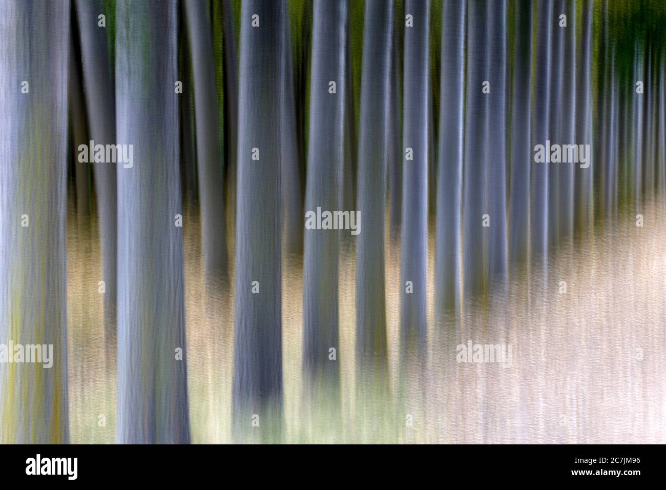 L'Espagne, Cuenca, culture en osier dans Canamares en automne Banque D'Images