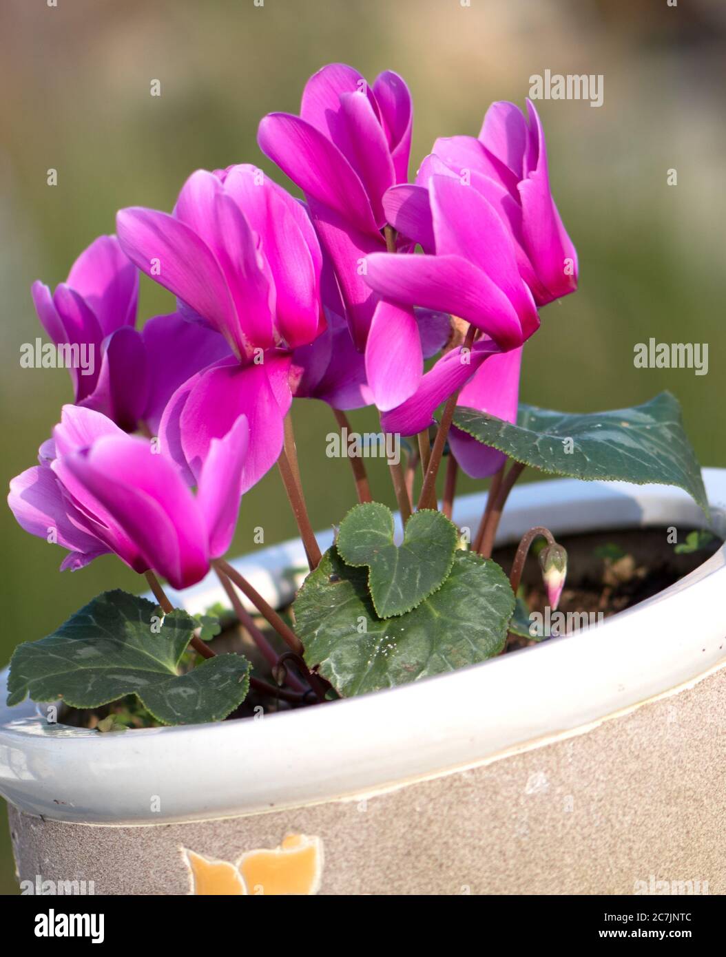 fleur de cyclamen rose dans pot de fleur d'argile avec fond vert flou Banque D'Images