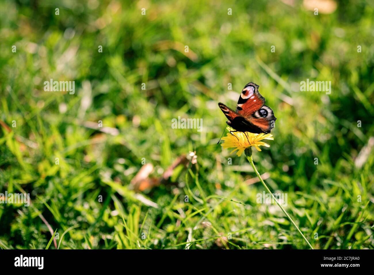Cliché sélectif d'un papillon assis sur une fleur sauvage au milieu du champ Banque D'Images
