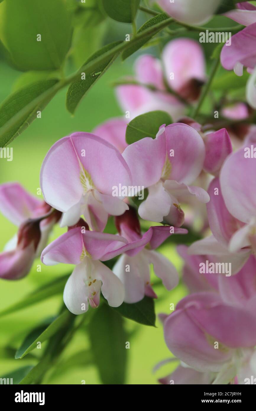 Gros plan vertical de fleurs d'arbre d'Acacia sur un flou arrière-plan Banque D'Images