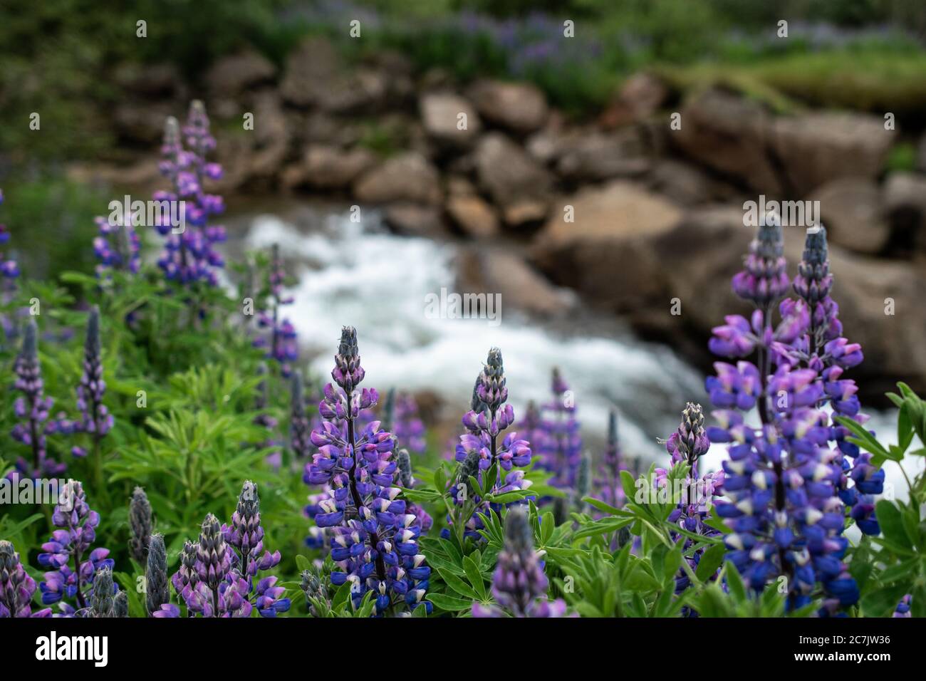 Gros plan de belles fleurs de lavande de la fougères violettes près la rivière Banque D'Images