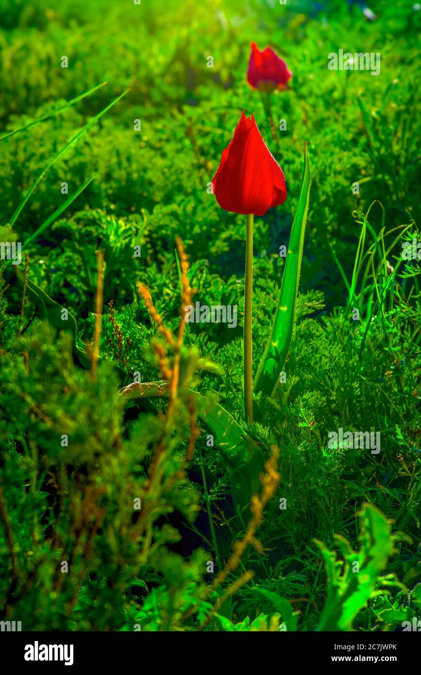 Cimier tulipe dans l'herbe épaisse sur la rive du lac Elton dans la région de Volgograd en Russie au début du printemps. Banque D'Images