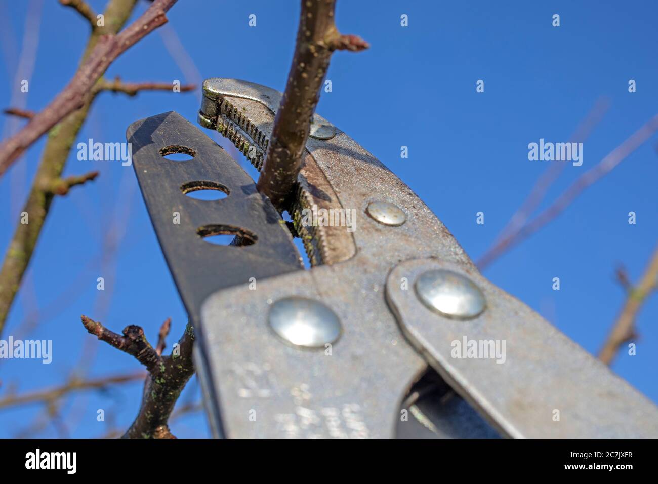 Ciseaux pour couper les branches d'arbre en fer Photo Stock - Alamy