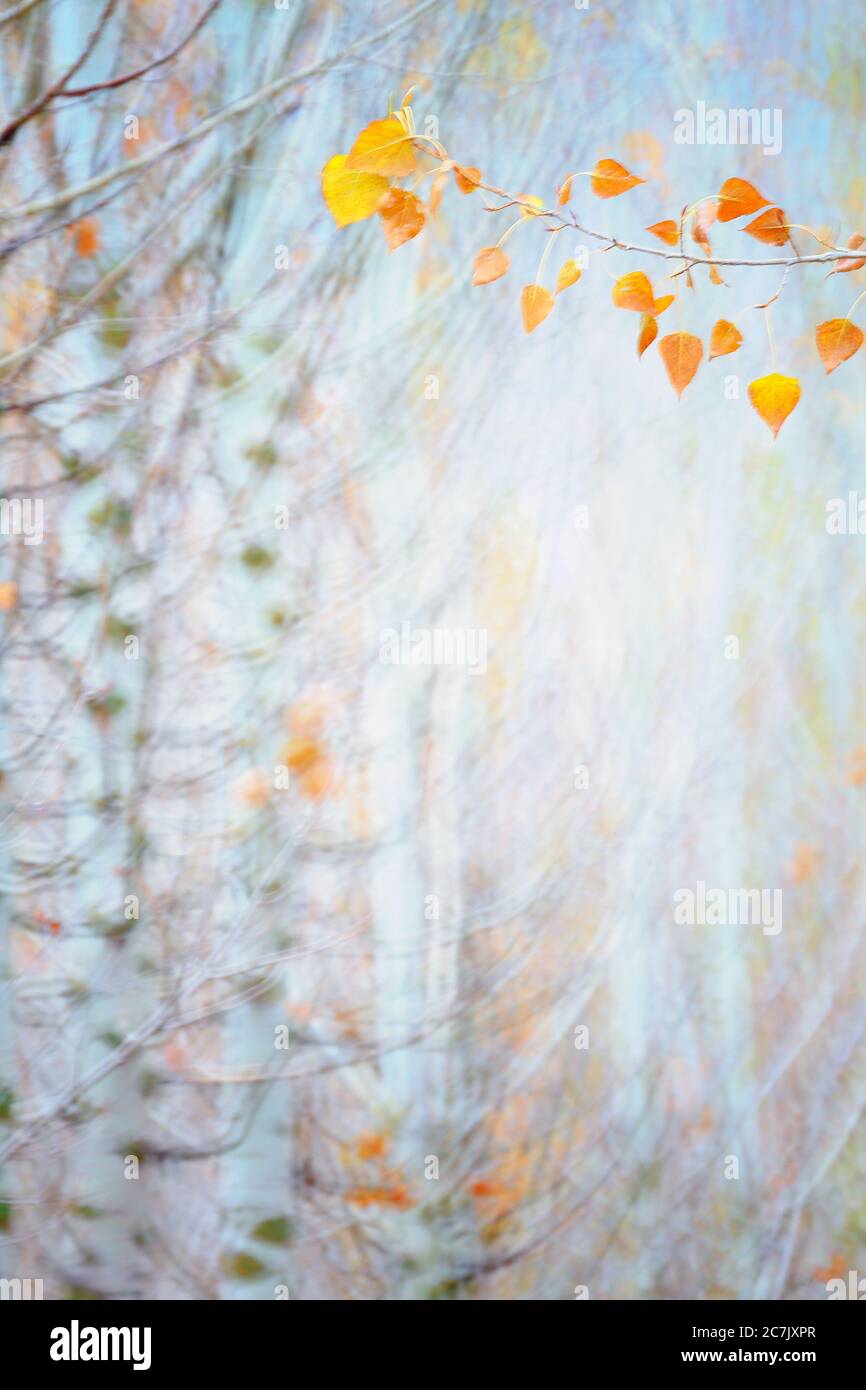 Culture du peuplier, Populus alba, Espagne, Cuenca, culture de l'osier à Canamares en automne Banque D'Images