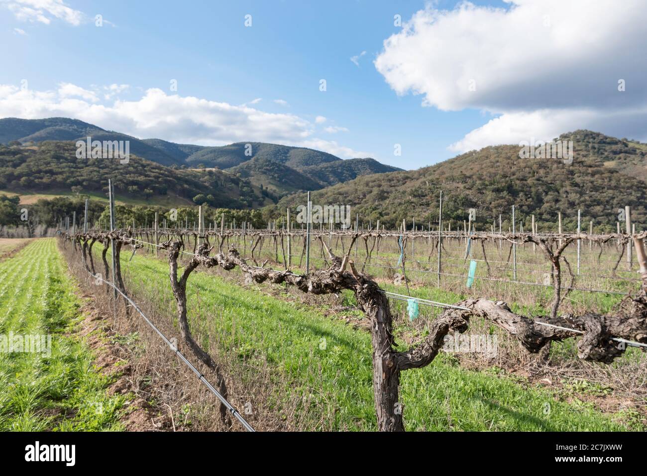 Vignes d'hiver taillées et collines couvertes d'eucalyptus à la cave de vinification de Skipstone près de Mudgee, dans le centre-ouest de la Nouvelle-Galles du Sud, en Australie Banque D'Images