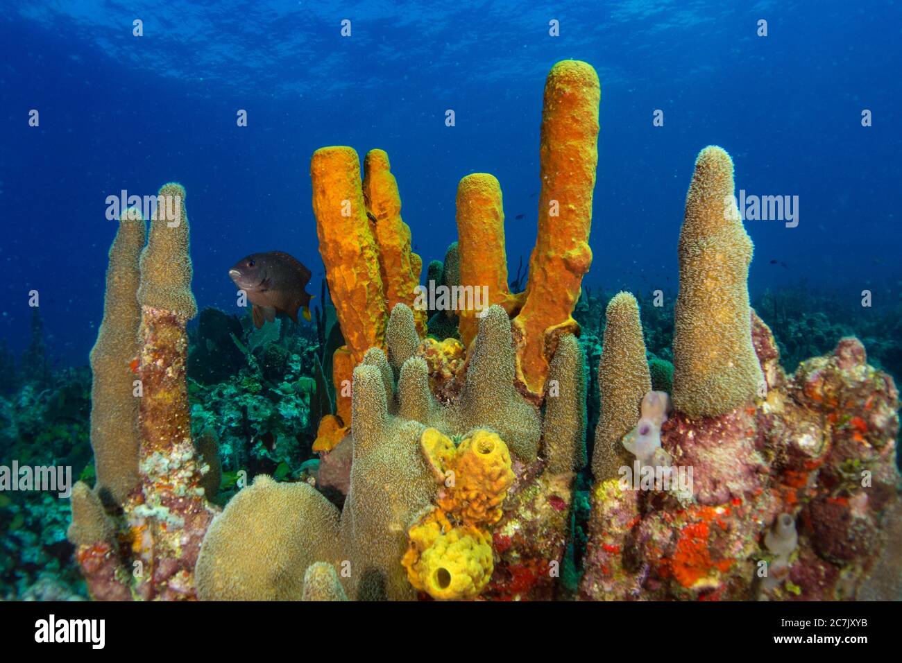 Coraux colorés, éponges et ventilateurs de mer dans la mer des caraïbes avec le soleil de rétroéclairage dans l'océan bleu Banque D'Images