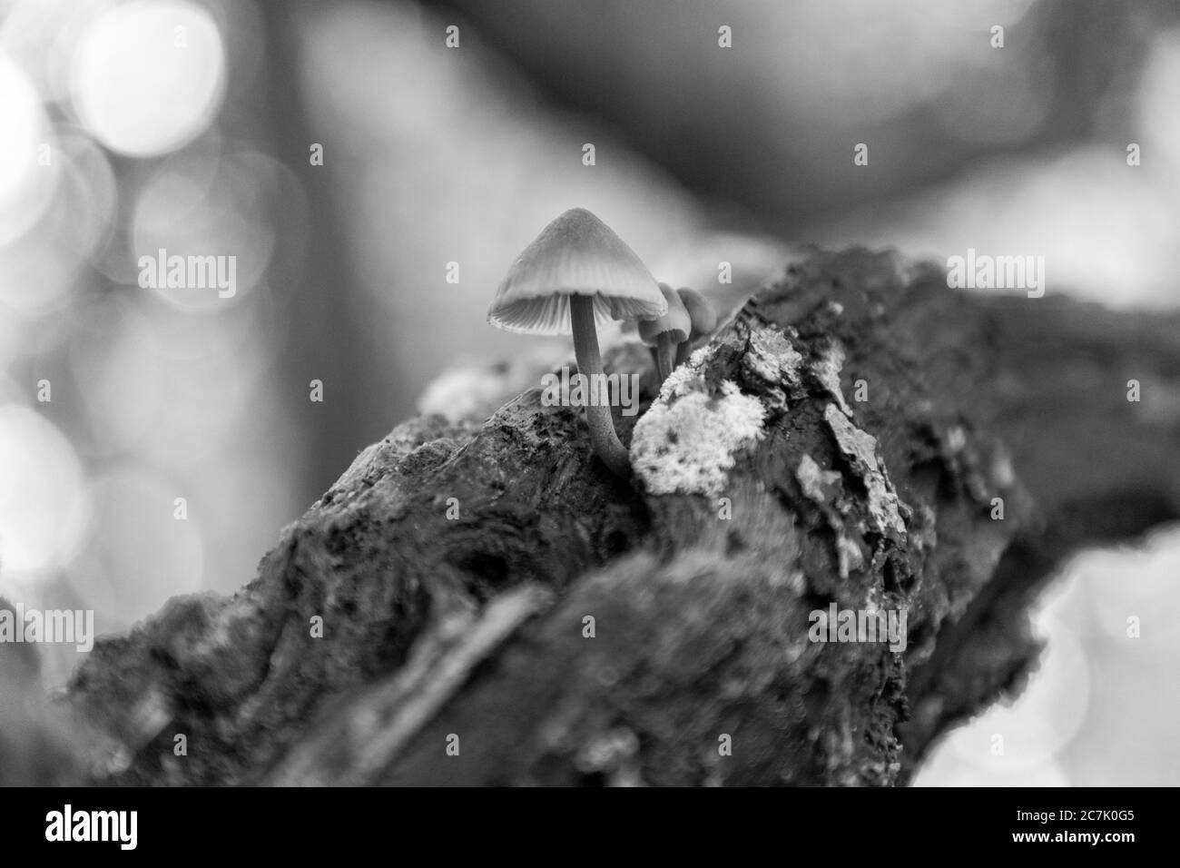 Mise au point sélective en niveaux de gris d'un champignon qui pousse sur des feuilles à feuilles caduques bois Banque D'Images