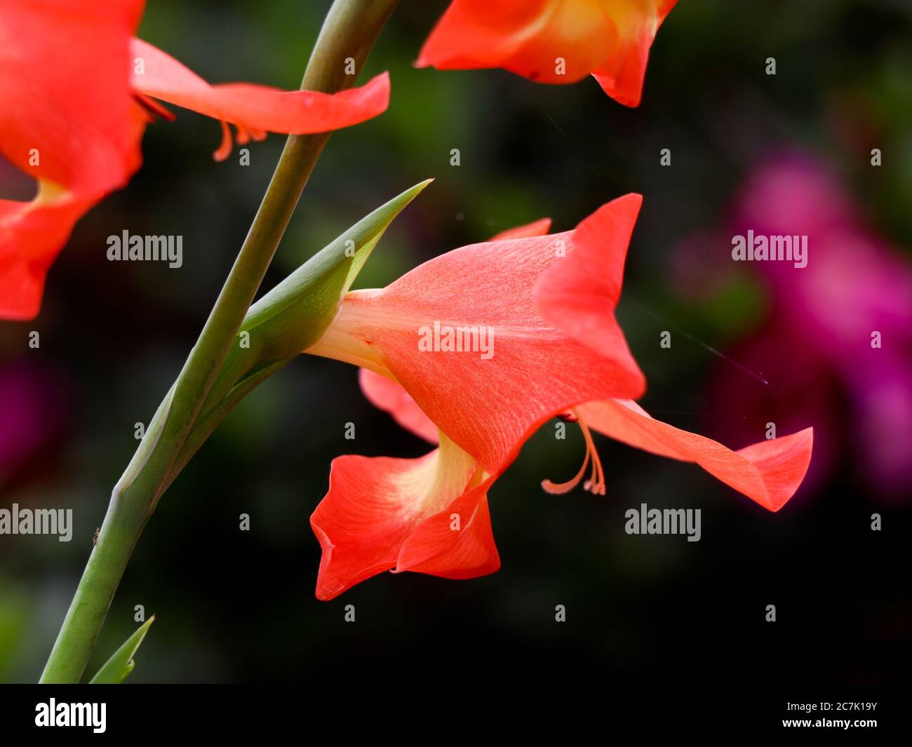 Gros plan de la fleur de gladiola orange dans le jardin Banque D'Images