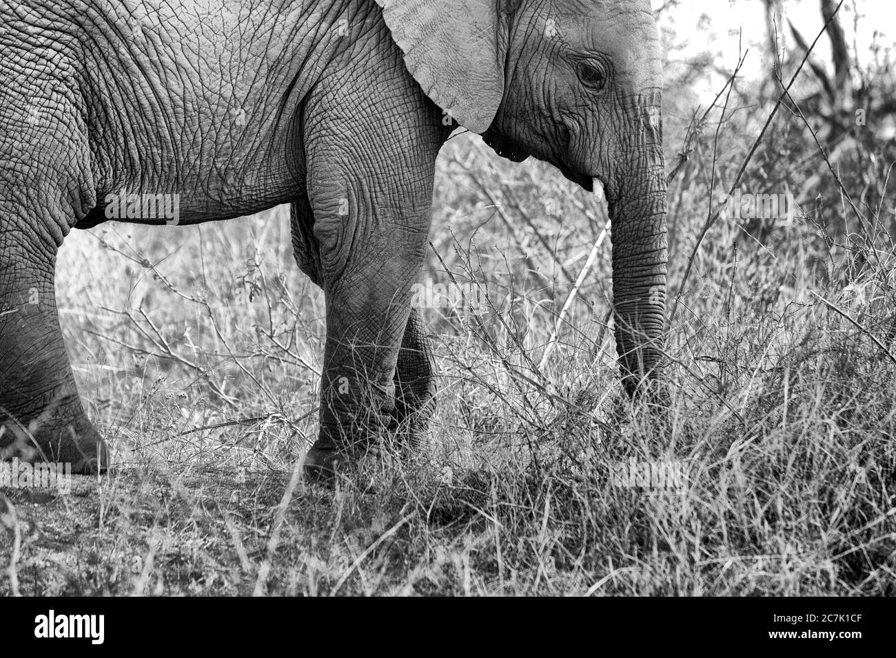 Éléphant de brousse africain (Loxodonta africana) dans le parc national Kruger, Banque D'Images