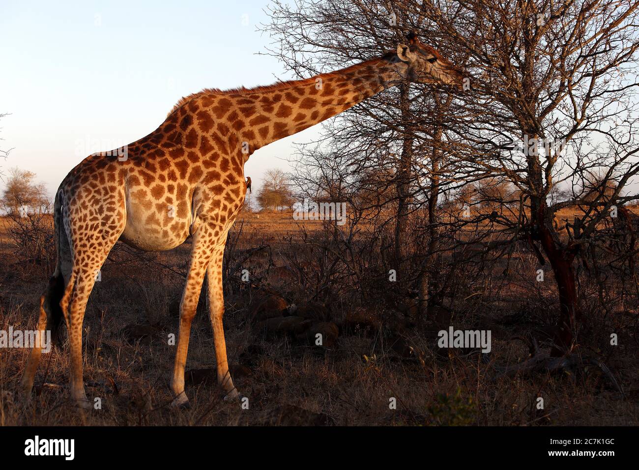 Girafe, Giraffa camelopardalis, dans le parc national Kruger, en Afrique du Sud, la girafe est un mammifère ungulé africain à bout égal, le plus grand animal terrestre vivant et le plus grand ruminant, Banque D'Images