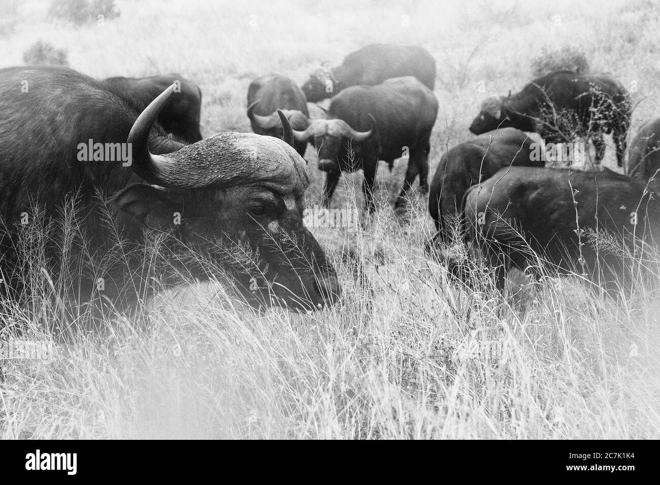 Cape Buffalo dans Sabi Sands, UN buffle du cap parmi la grande herbe du bushveld dans la réserve de Sabi Sands du réseau du parc national du Grand Kruger. Banque D'Images