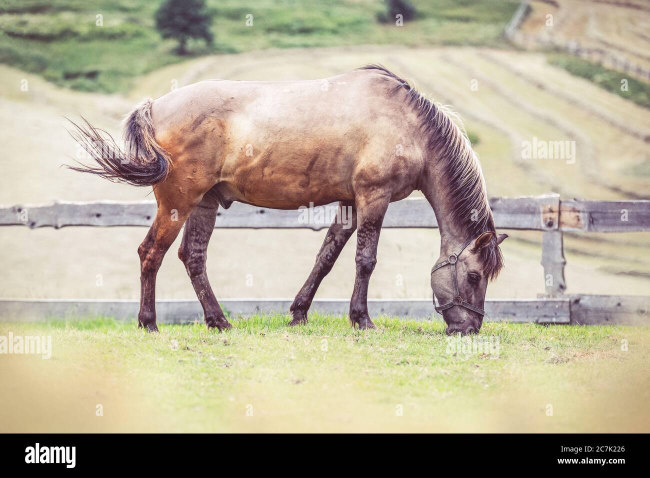 Le cheval Konik polonais tombe dans un pré Banque D'Images