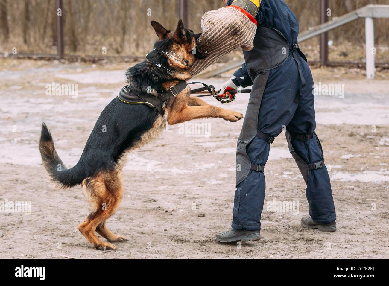 Dressage de Berger allemand. Chien mordant. Banque D'Images