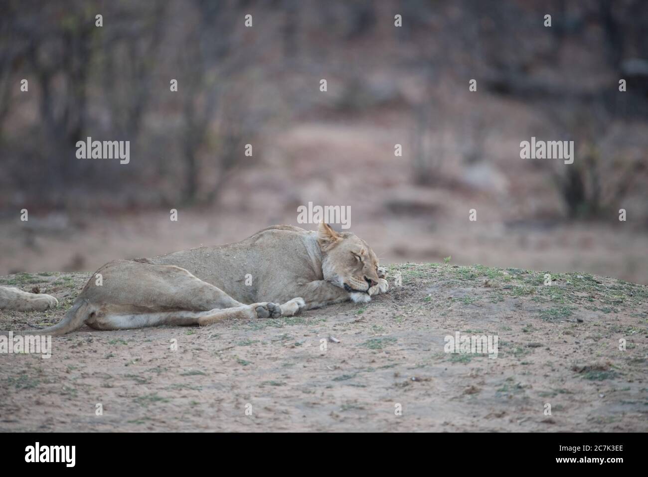 Le lion féminin dort sur le sol avec un arrière-plan flou Banque D'Images