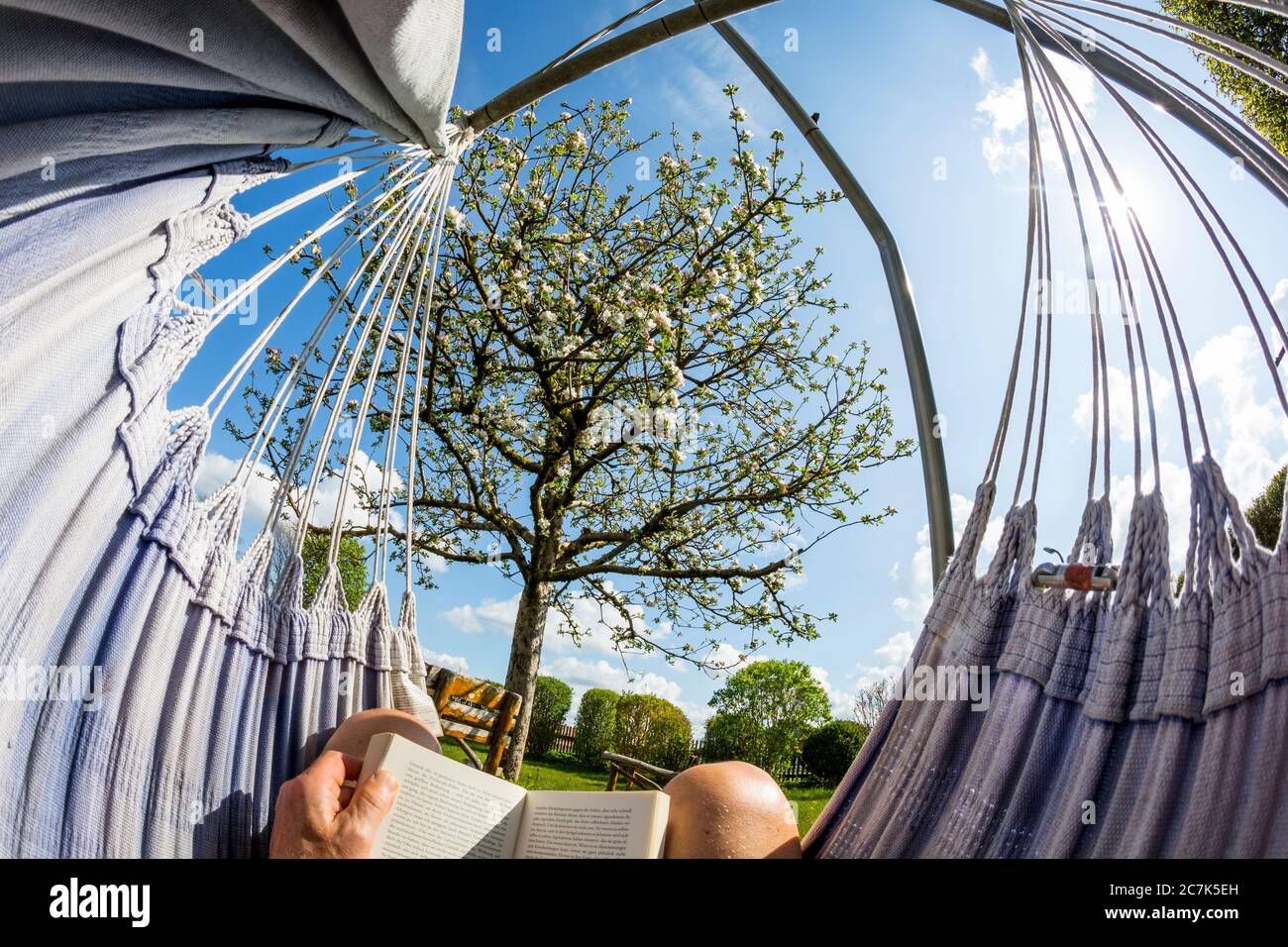 Allemagne, Bavière, lecture dans un hamac dans le jardin avec pommier Banque D'Images