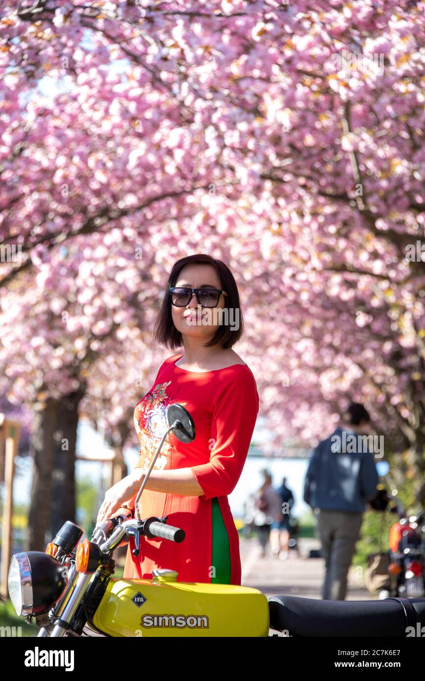 Allemagne, Saxe-Anhalt, Magdebourg, vietnamienne, une femme se tient sur un Samson dans une avenue avec des cerisiers en fleurs. Banque D'Images