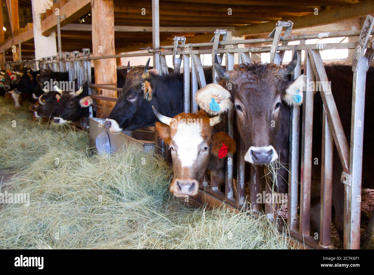 Vaches en ferme debout et mangeant du foin à Racha, Géorgie. Banque D'Images