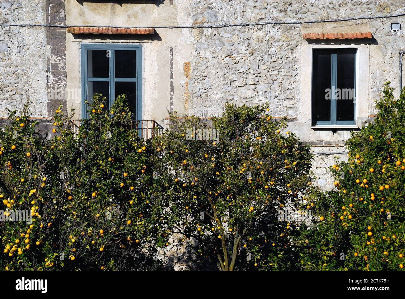 Ravello, Côte Amalfitaine, Campanie, Italie. Les agrumes dans le jardin d'une maison de campagne. Banque D'Images