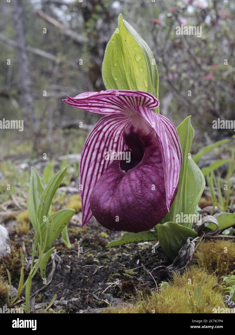 Orchidée pantoufle (Cypripedium tibeticum), plante unique, en pâturage à 4 000 mètres, réserve naturelle nationale de Wanglang, Sichuan Chine mai 2019 Banque D'Images