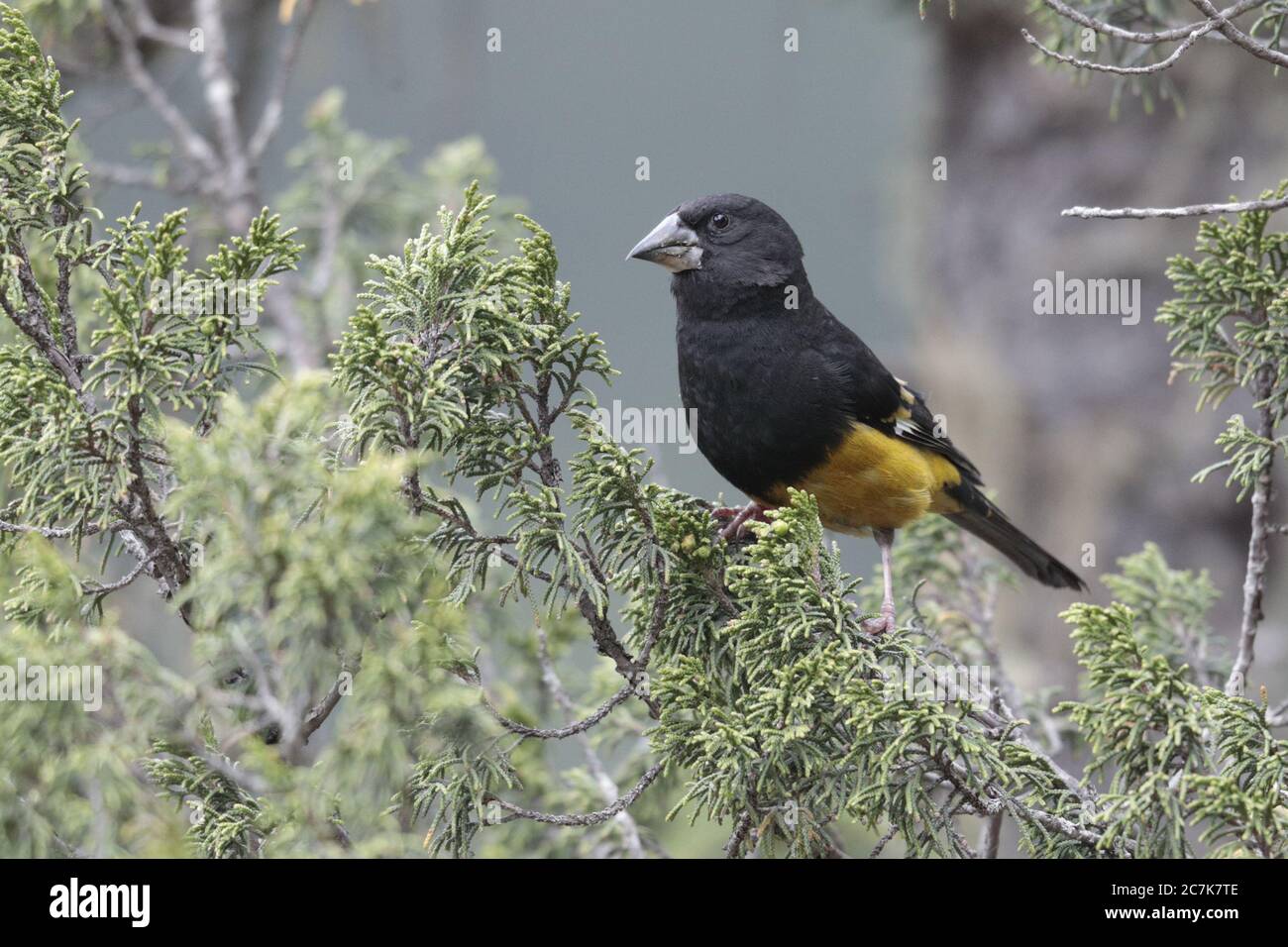 Grosbeak à ailes blanches (Mycerobas carnipes) se nourrissant dans un genévrier, altitude 4 000 m Wanglang, Sichuan, Chine Mai 2019 Banque D'Images