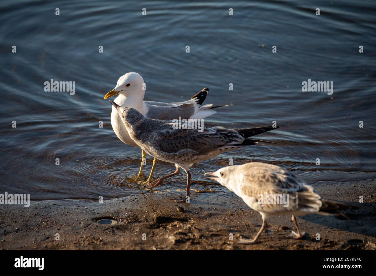 Jeune Larus canus ou goéland commun ou gélands à mâcher ou maouille de mer mendiant la nourriture de l'oiseau parent Banque D'Images