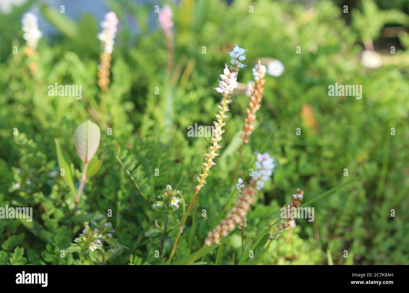 Gros plan de Sesamoides purpurascens fleur en fleurs Banque D'Images