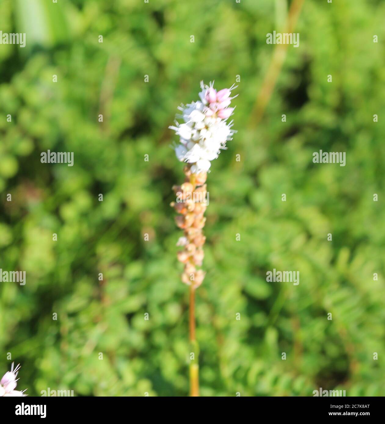 Gros plan de Sesamoides purpurascens fleur en fleurs Banque D'Images