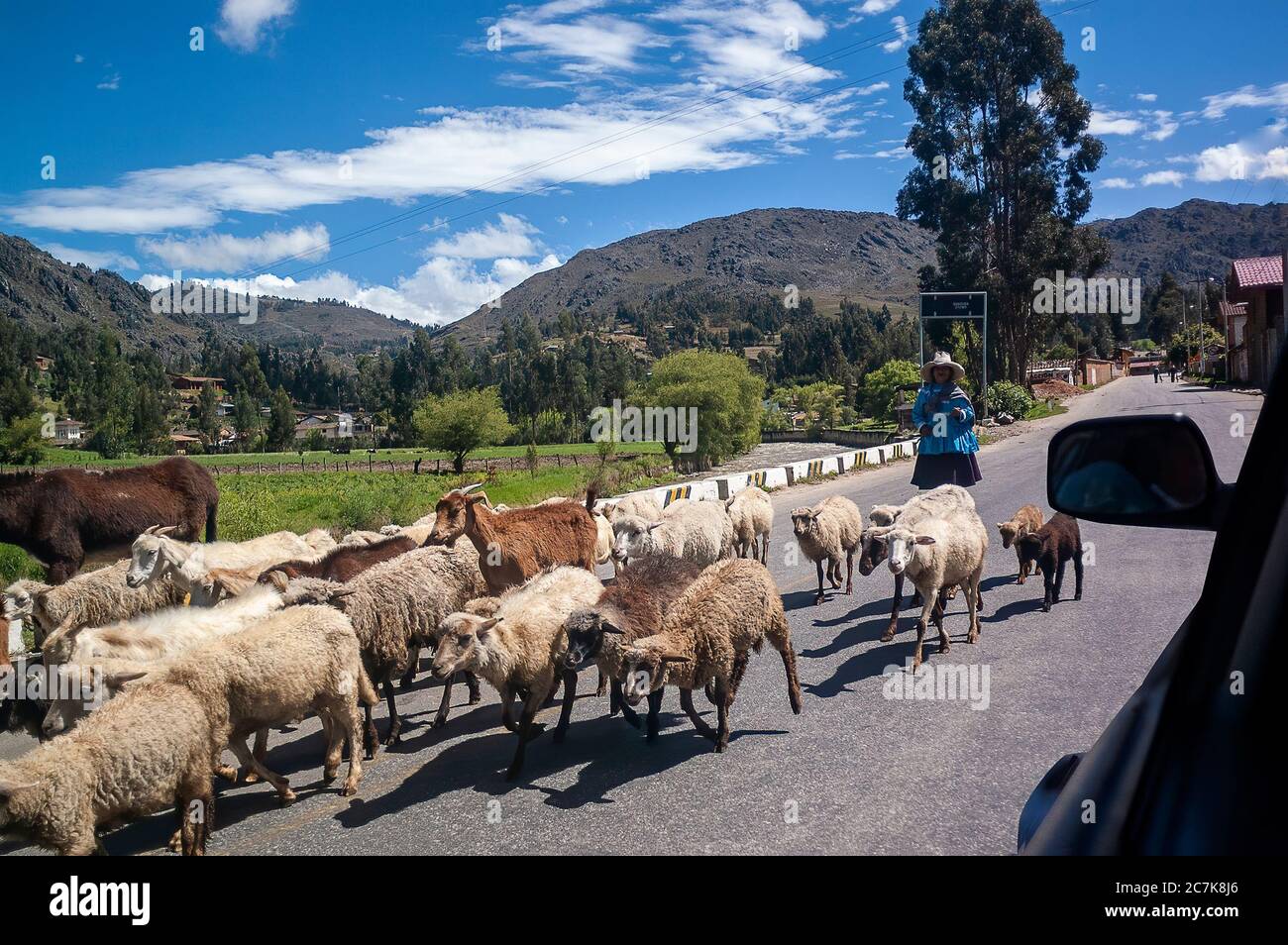 Cajamarca, Pérou - 5 novembre 2009 : les moutons, les chèvres et les ânes partagent la route avec des voitures dans la campagne de Cajamarca, au Pérou. Banque D'Images