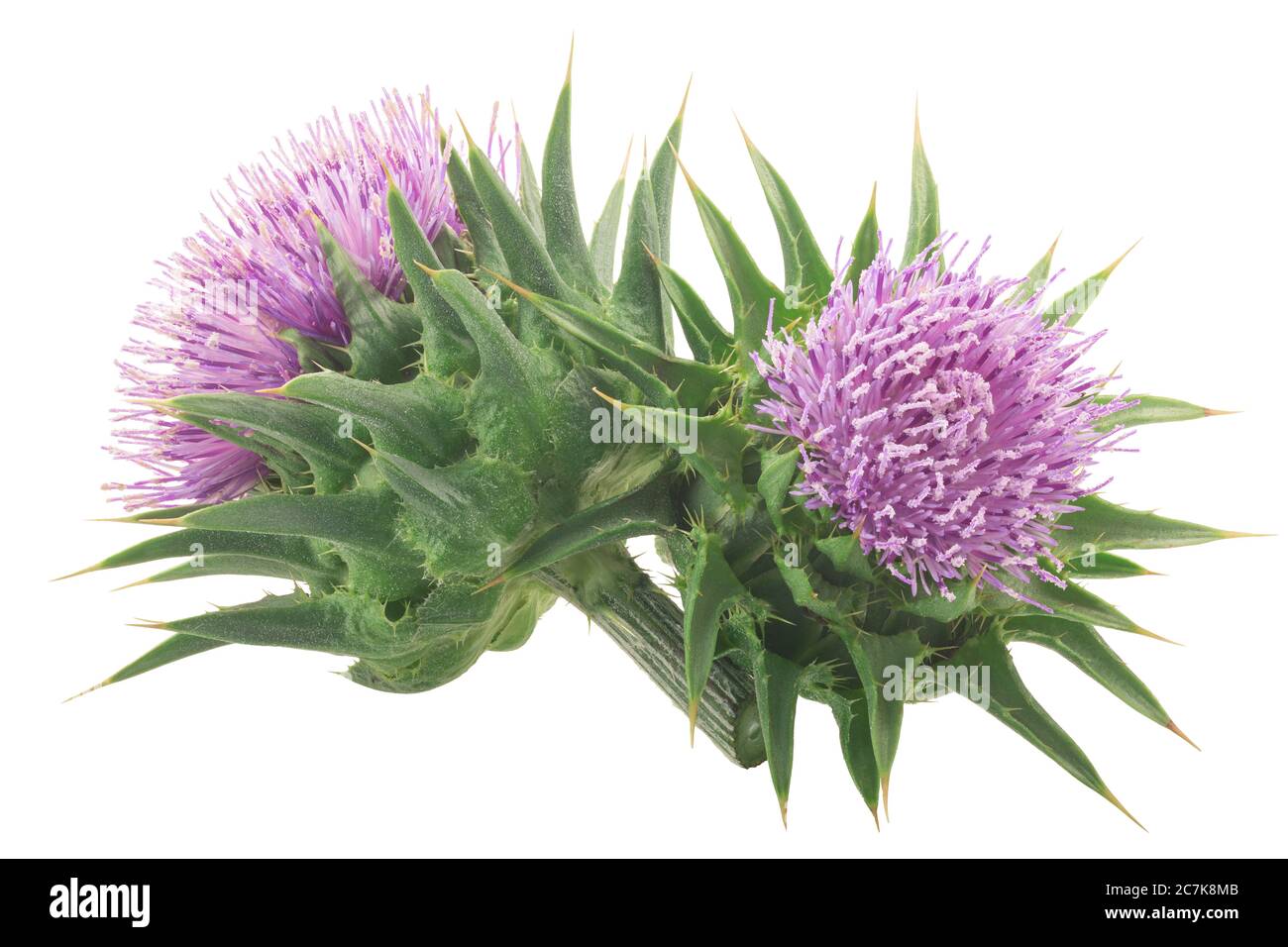 Fleurs de chardon-Marie (Silybum marianum) isolées Banque D'Images