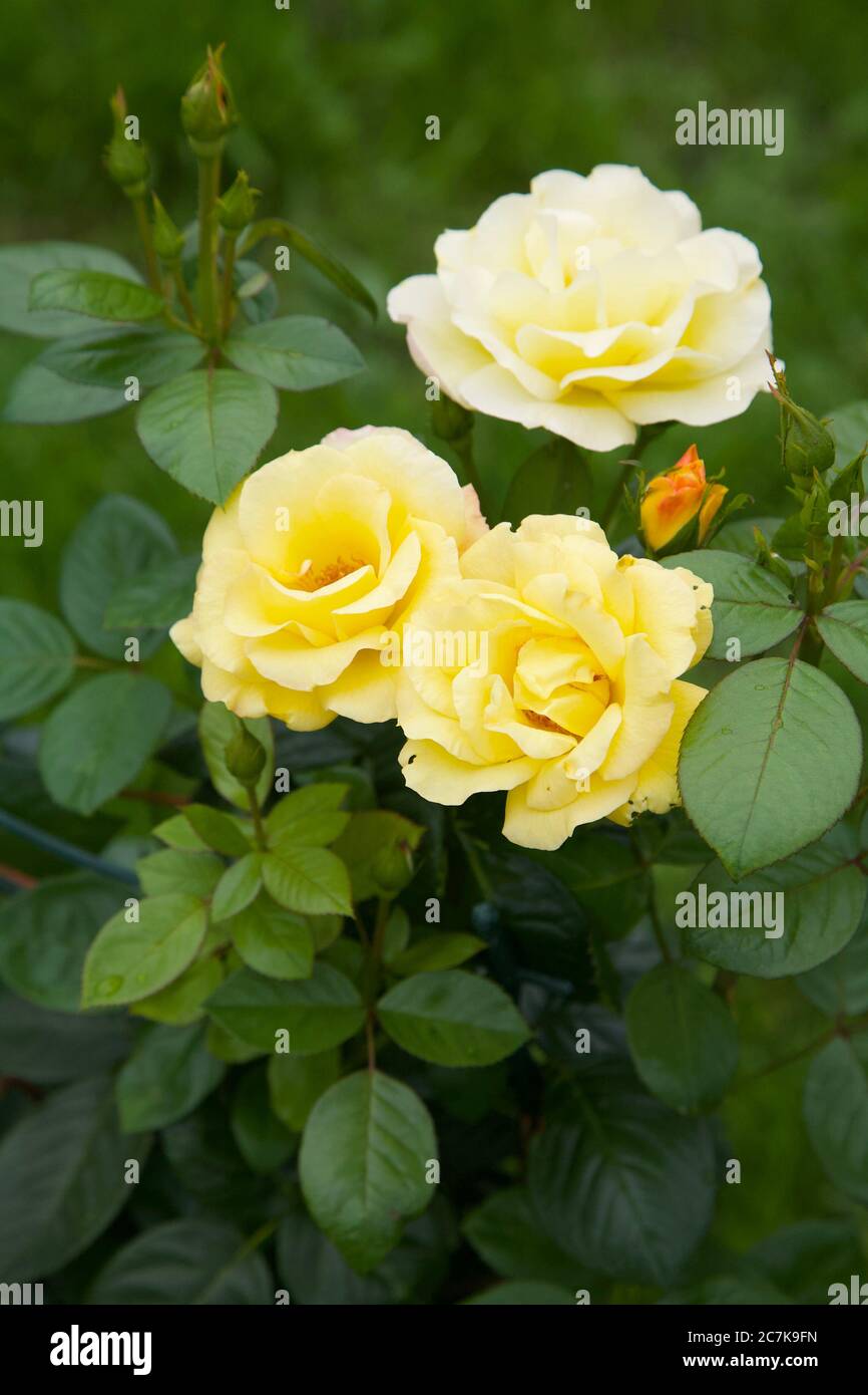 Roses jaunes et bourgeons fleuris sur fond de verdure estivale Banque D'Images