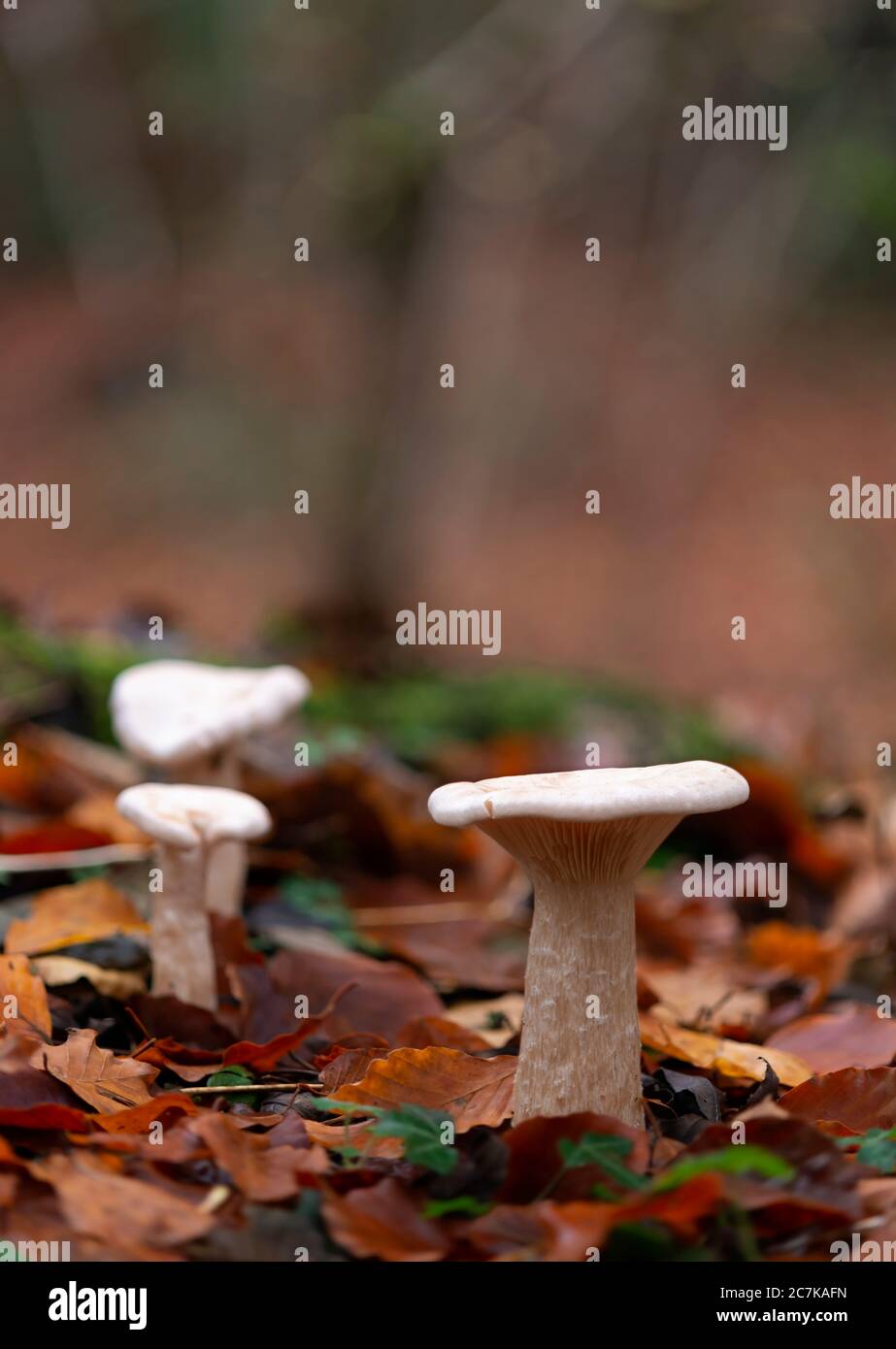 Champignons sauvages entonnoir trooping dans le bois de hêtre de Cotswold, Gloucestershire Banque D'Images