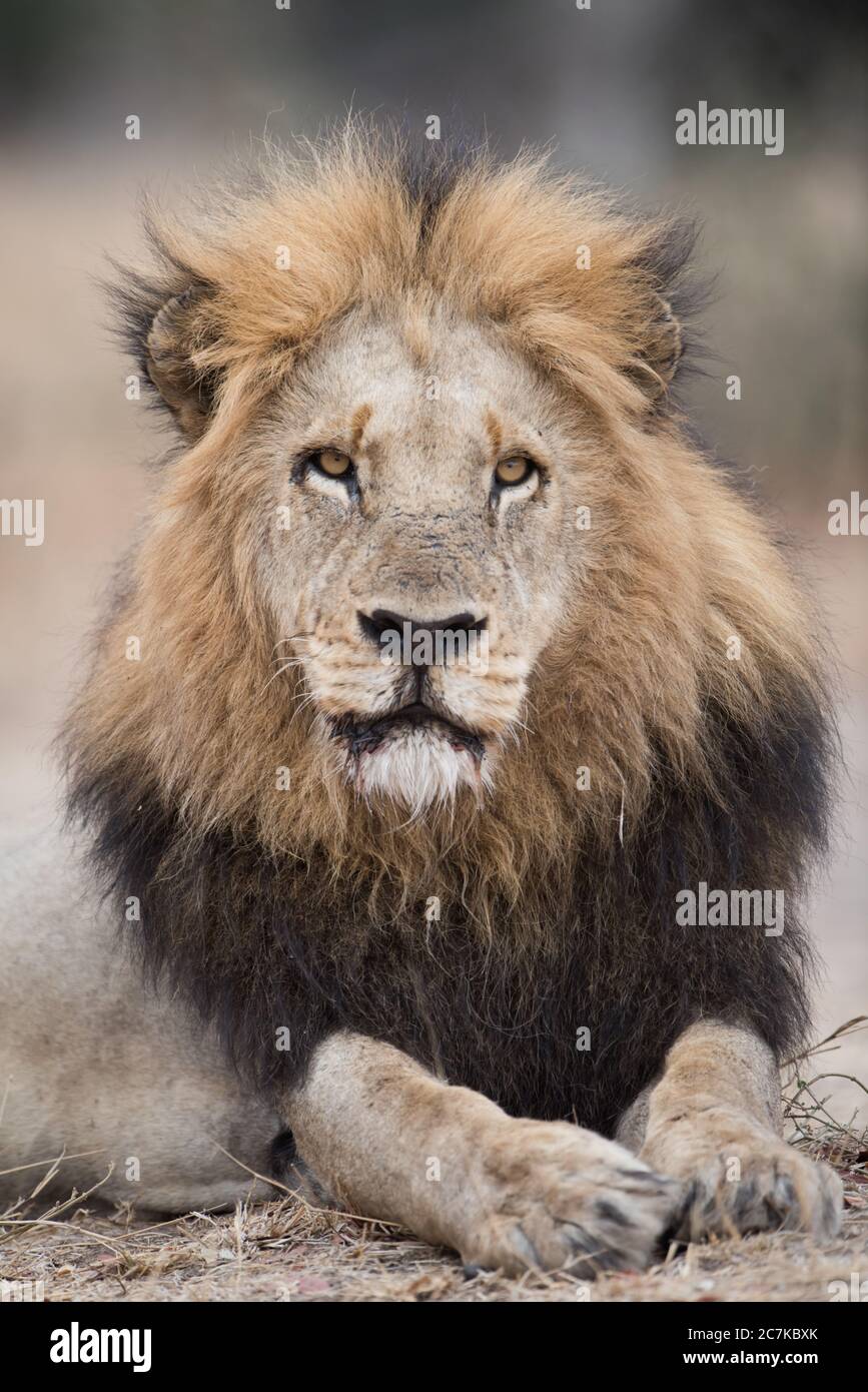 Gros plan vertical d'un lion mâle reposant sur le terrain avec un arrière-plan flou Banque D'Images