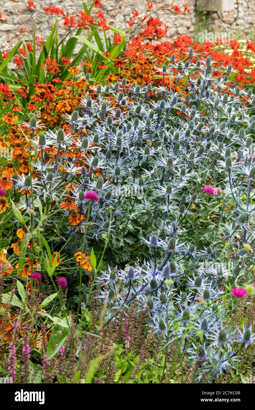 Houx de mer - l'Eryngium fleurit dans un jardin d'été lumineux frontière au Royaume-Uni Banque D'Images