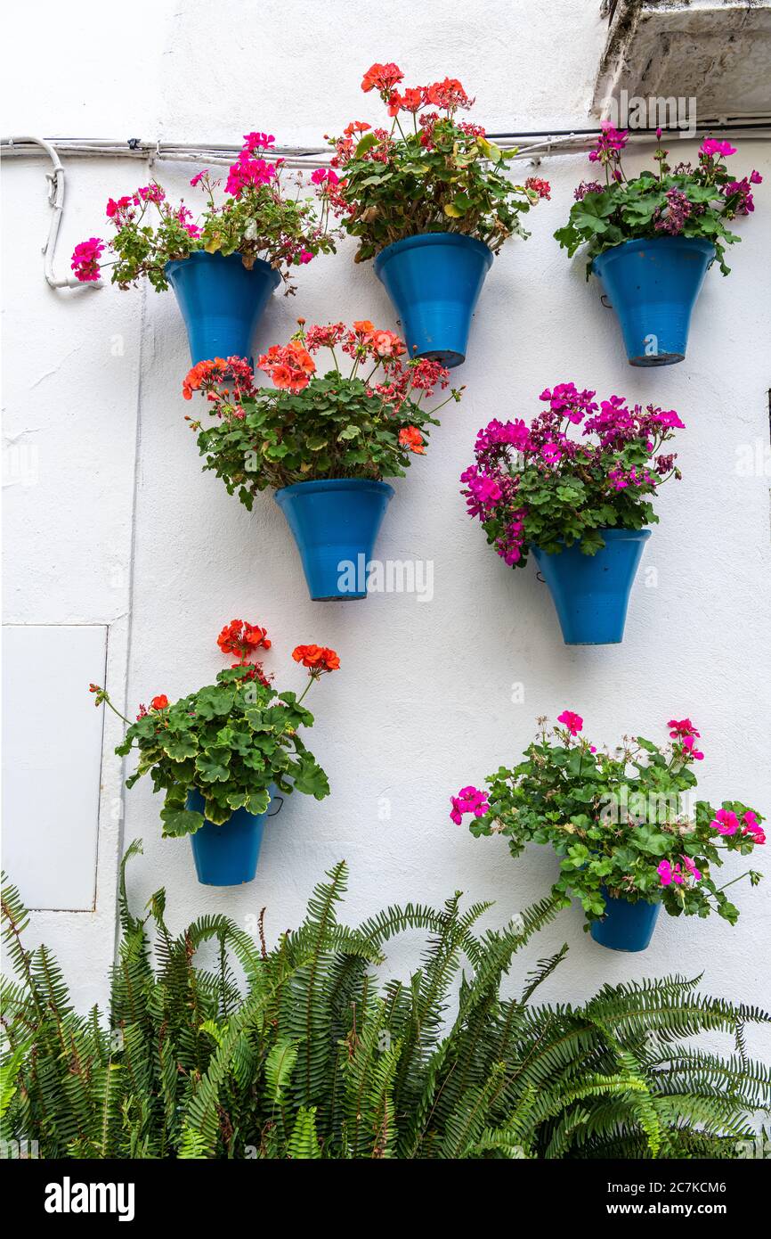 Des pots bleus de géraniums décorent le mur blanchi à la chaux d'un bâtiment dans la pittoresque Callejón de las Flores de Cordoue Banque D'Images