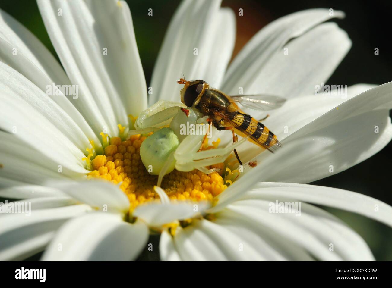 Araignée de crabe avec sa proie, un syrphide. Banque D'Images