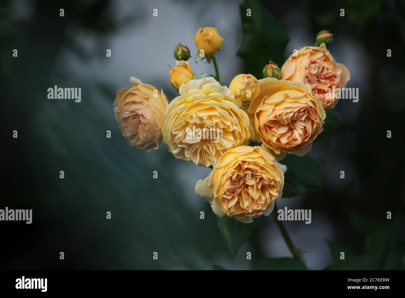 Fleur d'orange rosa Crown Princess Margareta dans le jardin Banque D'Images