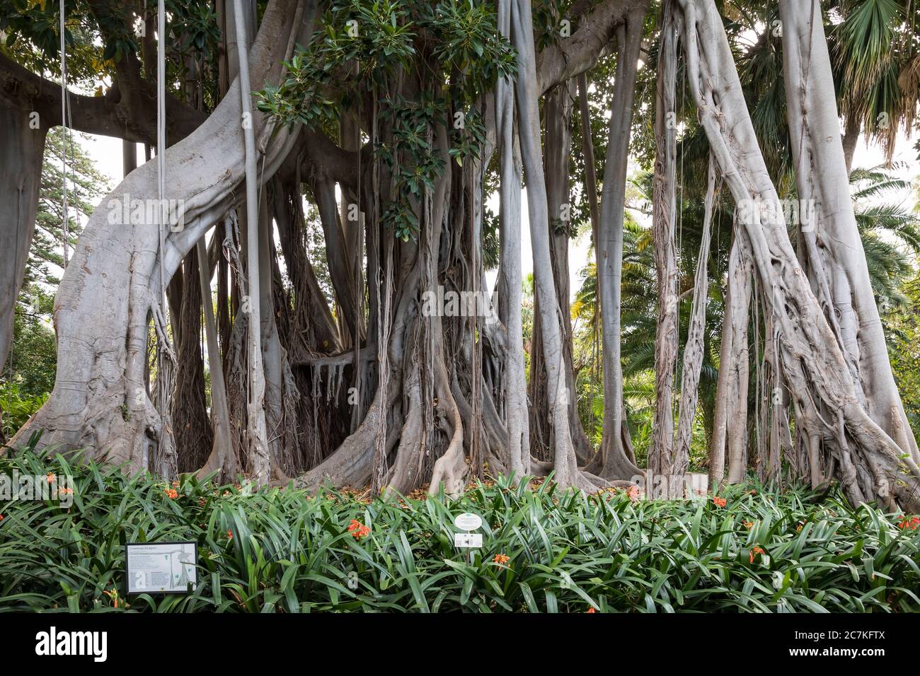 Racines aériennes, figuier de la baie de Moreton (Ficus macrophylla), jardin botanique, Puerto de la Cruz, Tenerife, Îles Canaries, Espagne Banque D'Images