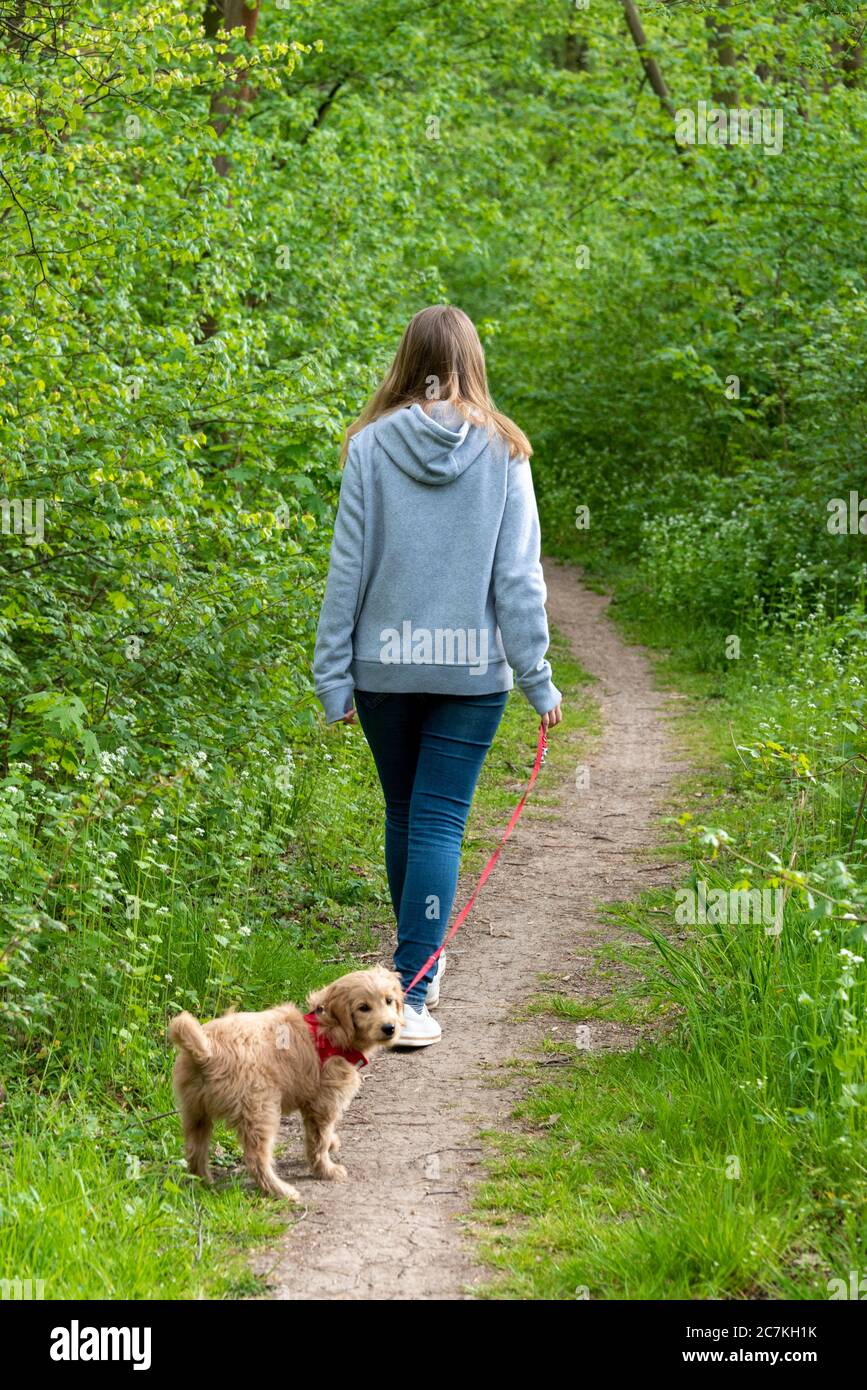 Fille sur une promenade en forêt avec un chien, Mini Goldendoodle Banque D'Images