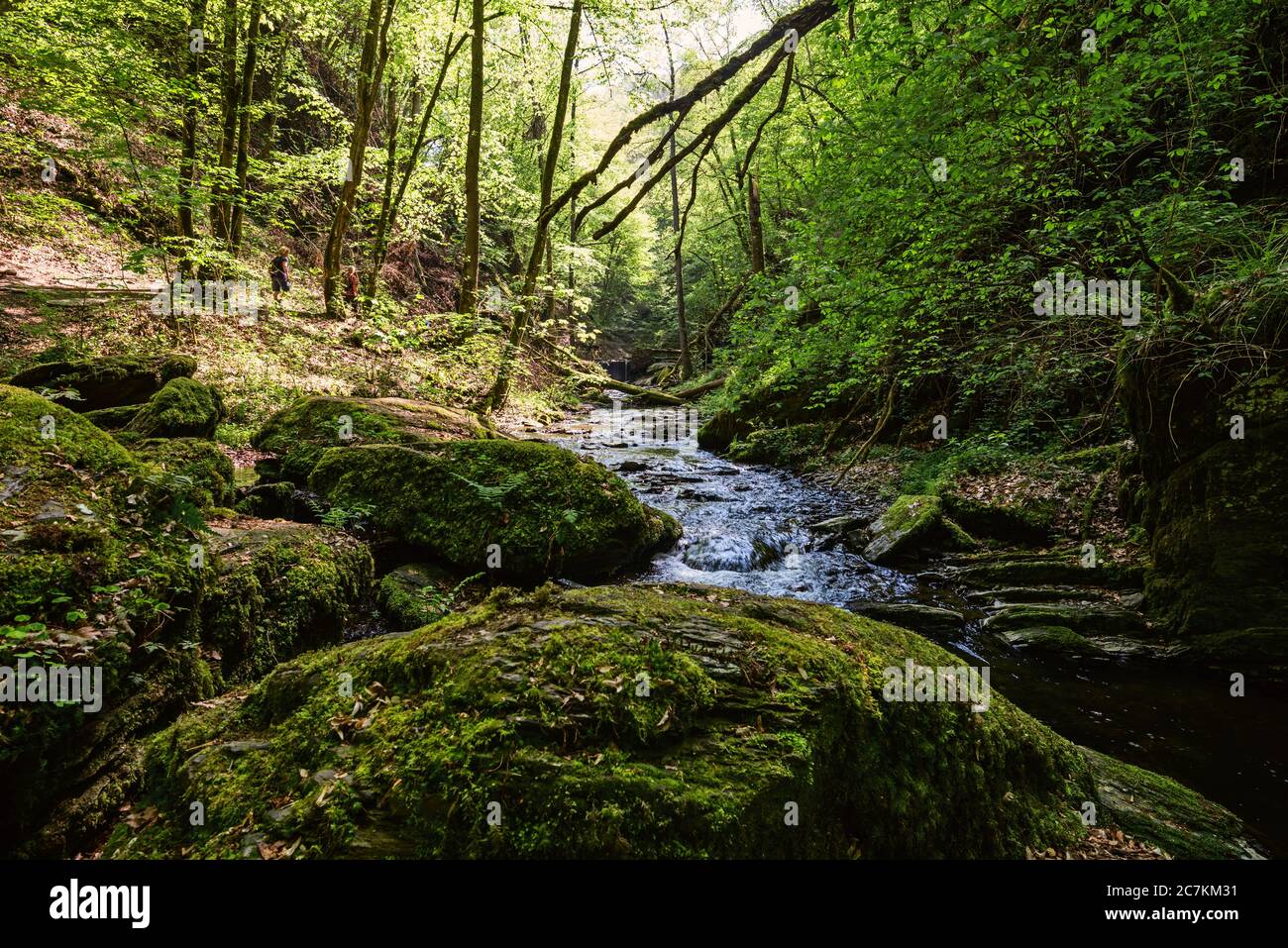 Gorge d'Ehrbach avec blocs recouverts de mousse au premier plan Banque D'Images