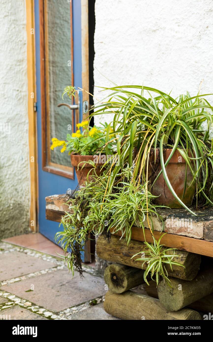 Chlorophytum comosum plante dans un détail d'un jardin de style méditerranéen à Barcelone dans les premiers jours du printemps Banque D'Images