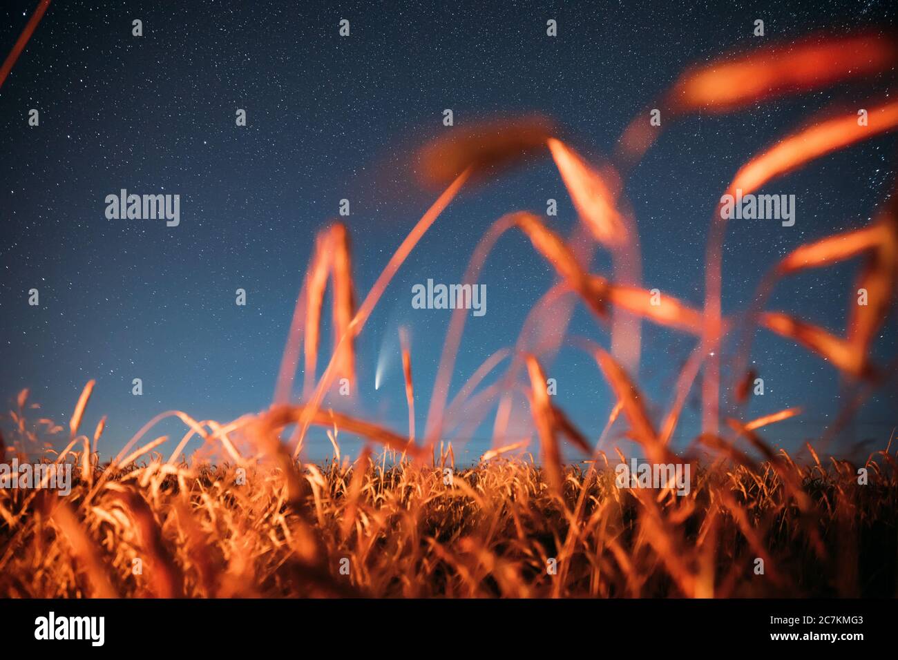 Bélarus. 17 juillet 2020. Comet Neowise C/2020 F3 brille de mille feux dans la nuit Starry Sky au-dessus de Young Wheat Field. Étoiles de nuit au-dessus de l'agriculture d'été Banque D'Images